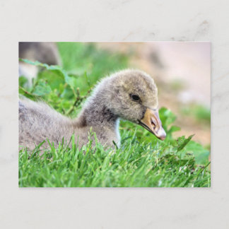 Greylag Goose Gosling Briefkaart