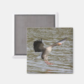 Greylag Goose Magneet (Voorkant / Achterkant)