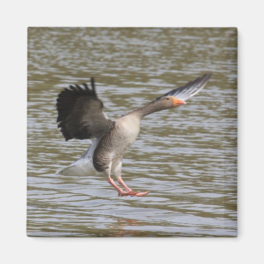 Greylag Goose Magneet (Voorkant)