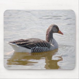 Greylag Goose Muismat