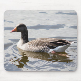 Greylag Goose Muismat