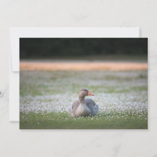 Greylag Goose Nature Carte photo