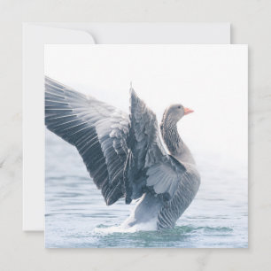Greylag Goose Nature Carte photo