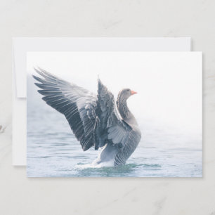 Greylag Goose Nature Carte photo