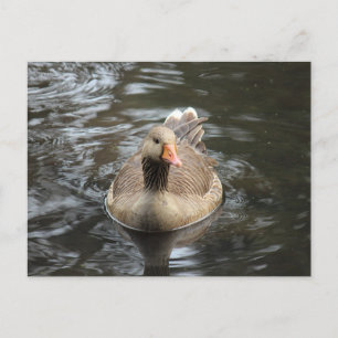 Greylag Goose Roath Park Lake, Cardiff, Wales Briefkaart