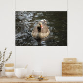 Greylag Goose Roath Park Lake, Cardiff, Wales Pos Poster (Keuken)