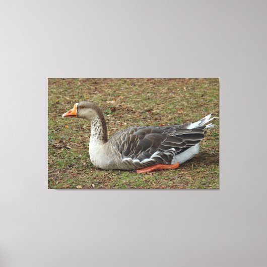 Greylag Swan Goose Cross Canvas Afdruk (Voorkant)