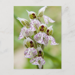 Griekenland, Kreta. Orchidee in bloei Orchis Briefkaart