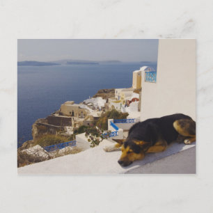 Griekenland, Santorini Island, Oia City, hond die  Briefkaart