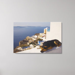 Griekenland, Santorini Island, Oia City, hond die Canvas Afdruk