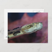 griezelig briefkaart (Voorkant / Achterkant)