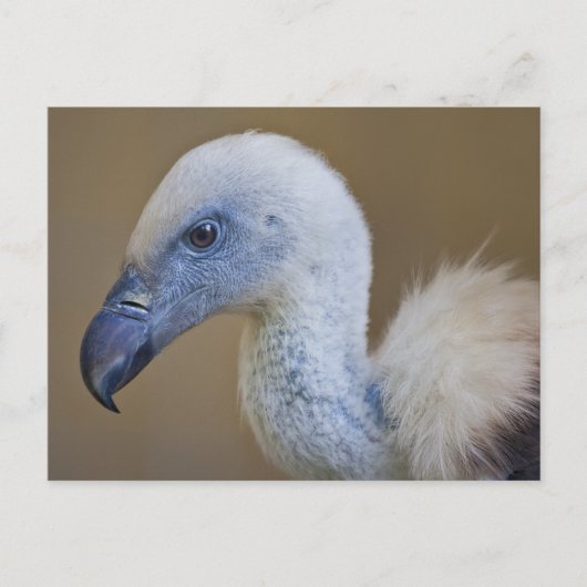 Griff Postkaart (Voorkant)