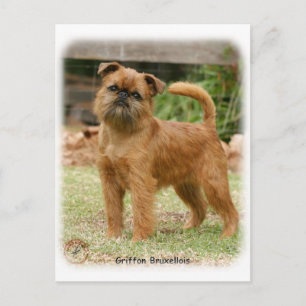 Griffon Bruxellois 9Y406D-078 Briefkaart