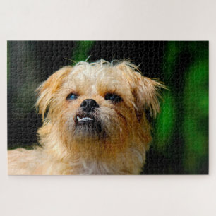 Griffon hond Legpuzzels. Legpuzzel