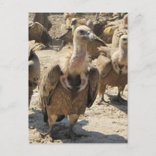 Griffon Vulture Briefkaart