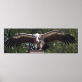 Griffon Vulture Poster (Voorkant)