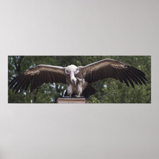 Griffon Vulture Poster (Voorkant)