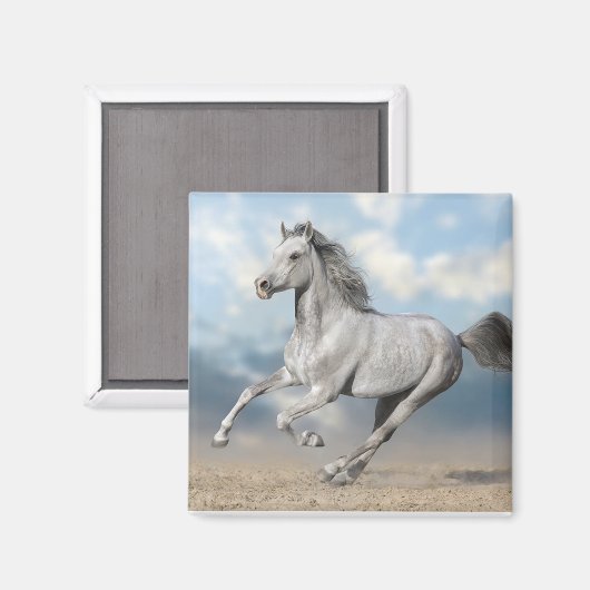 Grijs Arabisch paard galoppeert door zandlandschap Magneet (Voorkant / Achterkant)