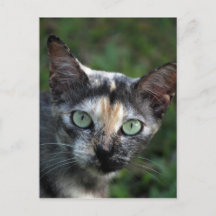 Grijs Bruine Witte Kat met Groene Ogen