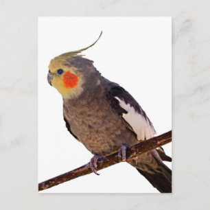 Grijs en Geel Cockatiel Pet Bird Kleur Foto Briefkaart