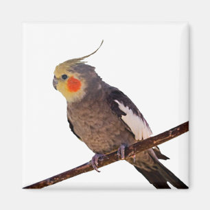 Grijs en Geel Cockatiel Pet Bird Kleur Foto Magneet
