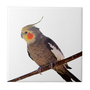 Grijs en Geel Cockatiel Pet Bird Kleur Foto Tegeltje