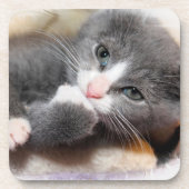 GRIJS EN WIT KITTEN ONDERZETTERS (Voorkant)