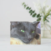 Grijs kattenbriefkaart briefkaart (Staand voorkant)