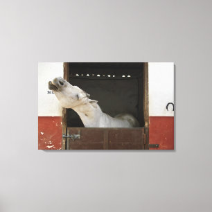 Grijs paard in een stal canvas afdruk