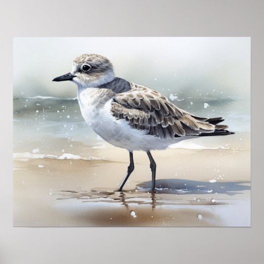 Grijs Plover Bird Art Print Poster (Voorkant)