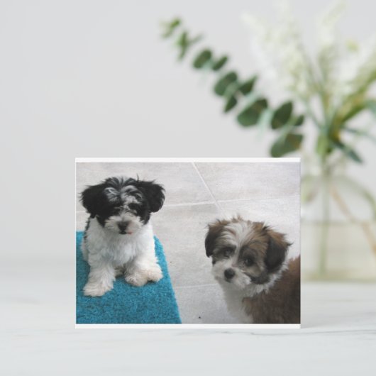 Grijs van het "puppy" van de Redding van Havanese Briefkaart (Staand voorkant)