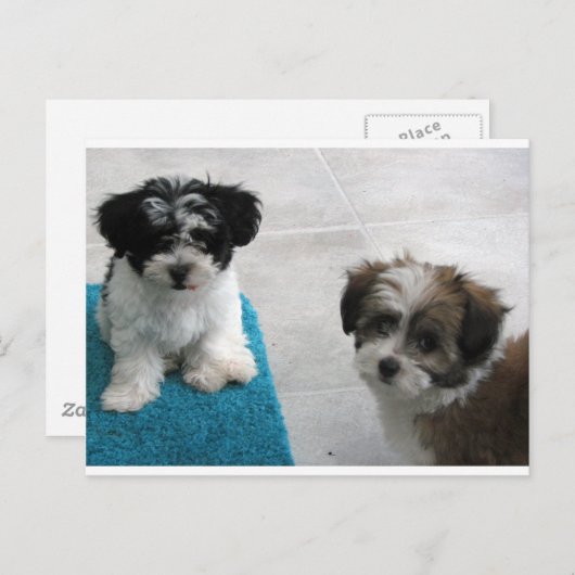 Grijs van het "puppy" van de Redding van Havanese Briefkaart (Voorkant / Achterkant)