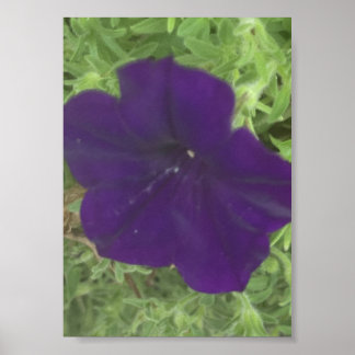 grijs voor een dag Blauw Bloemendruk Poster