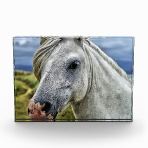 Grijs / Witte paard Sluiten Fotoblokken