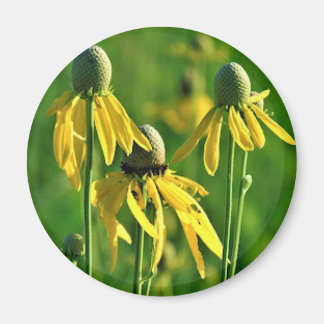 Grijskop Coneflower Magnet Magneet