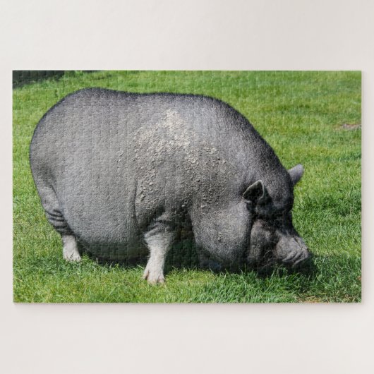 Grijsvarken op graspuzzel legpuzzel (Horizontaal)