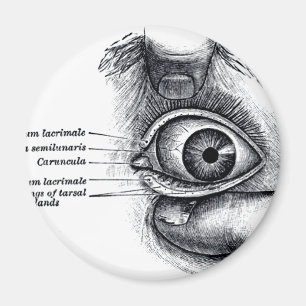 Grijze anatomie — oogbal magneet