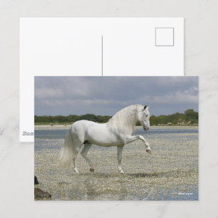 Grijze Andalucian Stallion op het meer Briefkaart