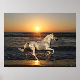 Grijze Andalusië met Zee op strand Poster