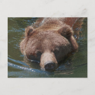 Grijze beer briefkaart