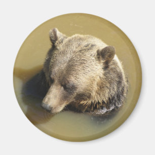 Grijze beer magneet