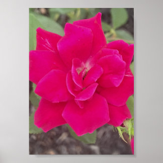 grijze bloemenprint voor vandaag poster