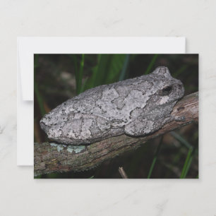 grijze boomkikker briefkaart