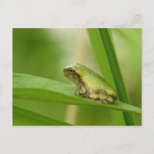 Grijze Briefkaart van de boomkikker.