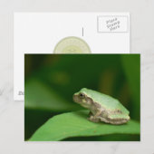 Grijze Briefkaart van de boomkikker. (Voorkant / Achterkant)