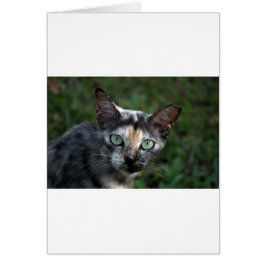 Grijze bruine kat met groene ogen