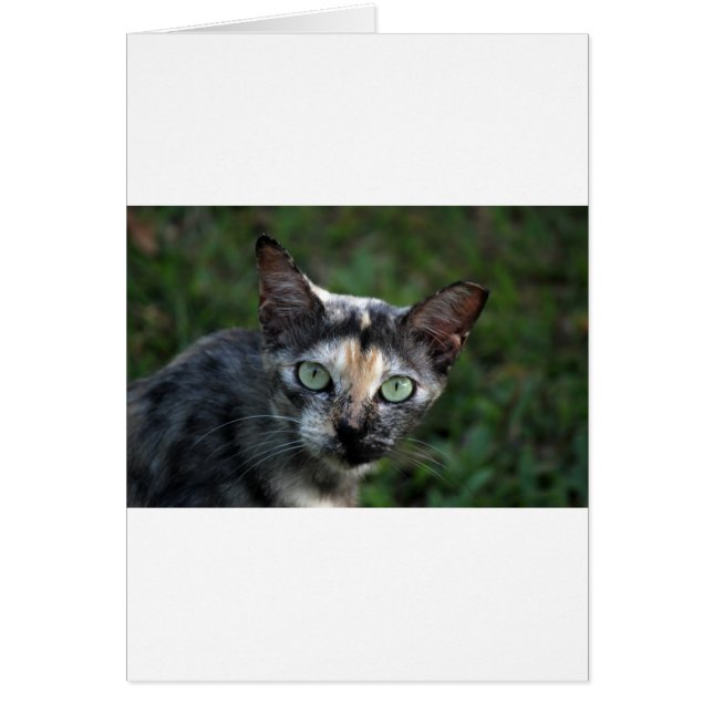 Grijze bruine kat met groene ogen (Voorkant)