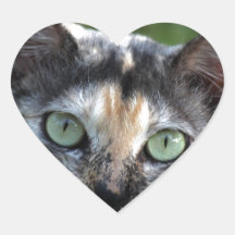 Grijze bruine kat met groene ogen