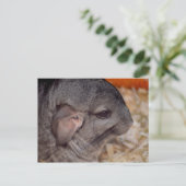 grijze chinchilla zijkop uitzicht briefkaart (Staand voorkant)