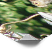 Grijze eekhoorn afdrukken poster (Hoek)